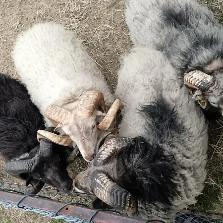 A Prachen U Novaku * Ceska Lipa